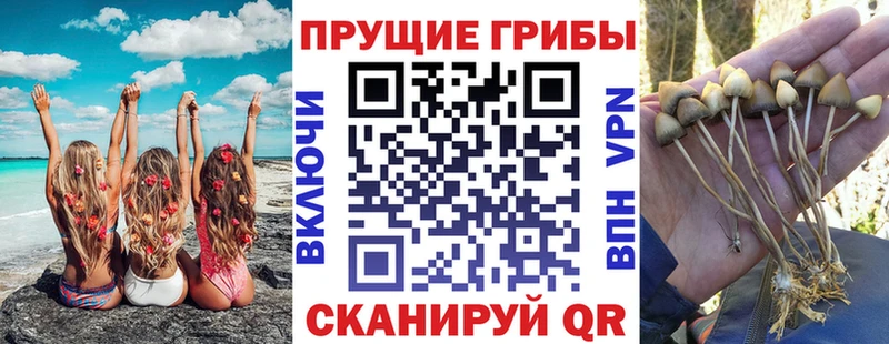 Псилоцибиновые грибы Cubensis  Мышкин 